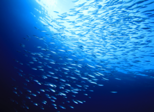 Fish swimming underwater