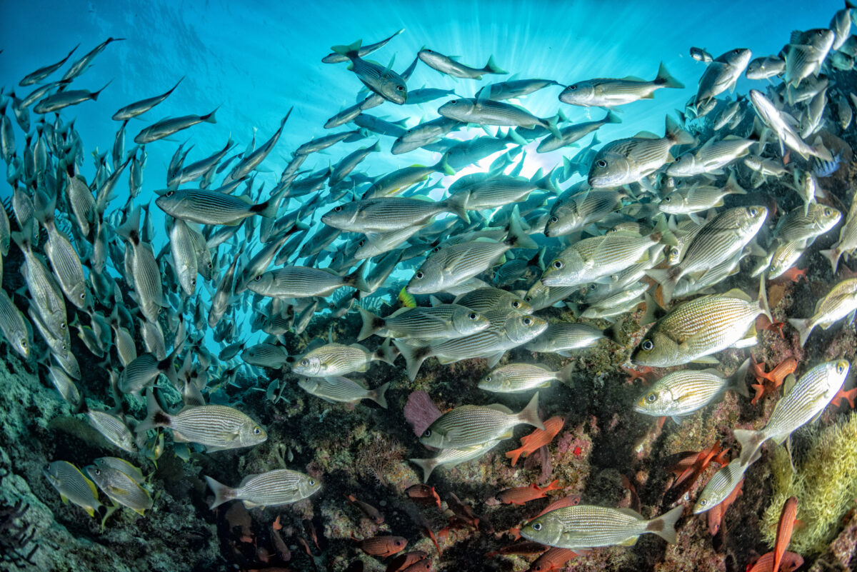 School of sardine over reef