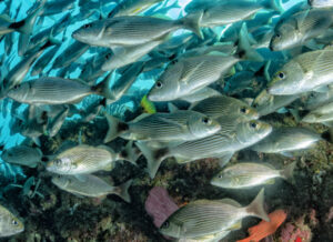 School of sardine over reef