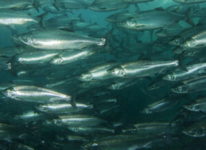 School of salmon swimming
