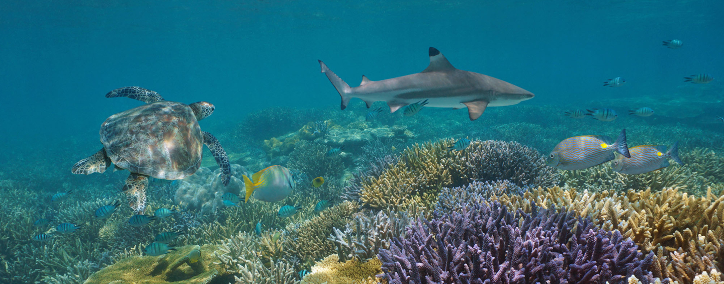 魚のいる岩礁の上を泳ぐウミガメとサメ