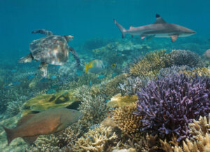 魚のいる岩礁の上を泳ぐウミガメとサメ