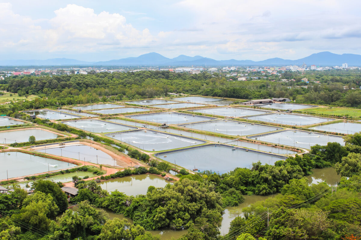 Vista aérea de cultivos de camarones en Tailandia