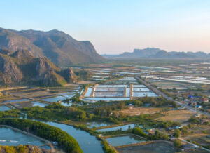 Shrimp Farms in Thailand
