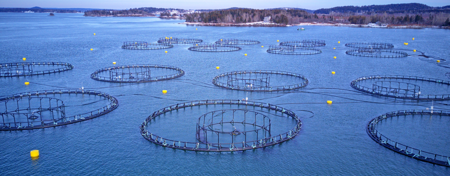 Aquaculture with net puller aside pier
