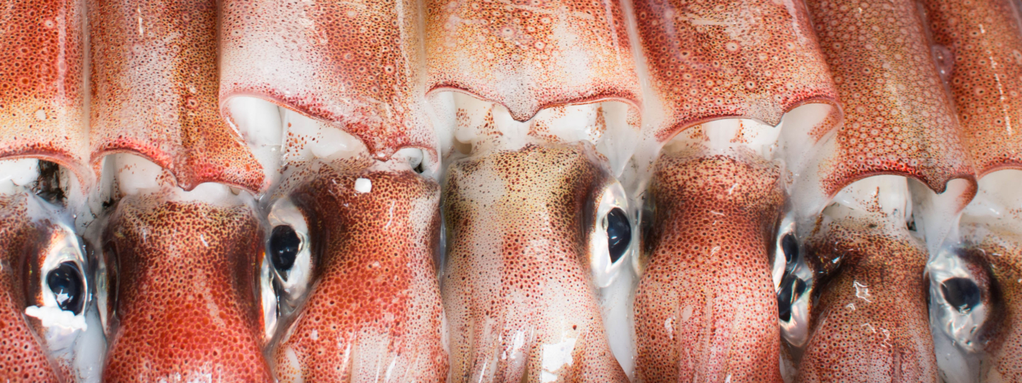 Close up of squid lined up in a row