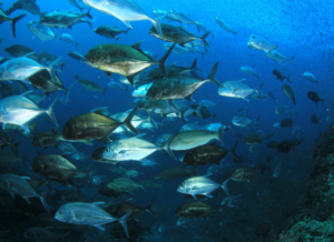 水中を泳ぐ魚たち