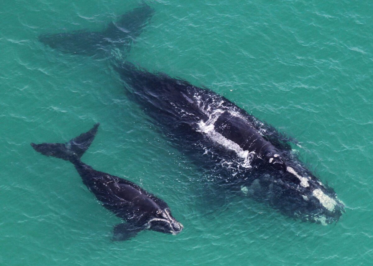 madre y cría de ballena franca