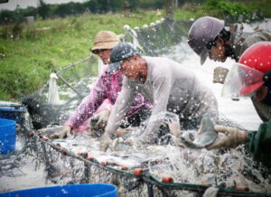 L'élevage du tilapia en Chine