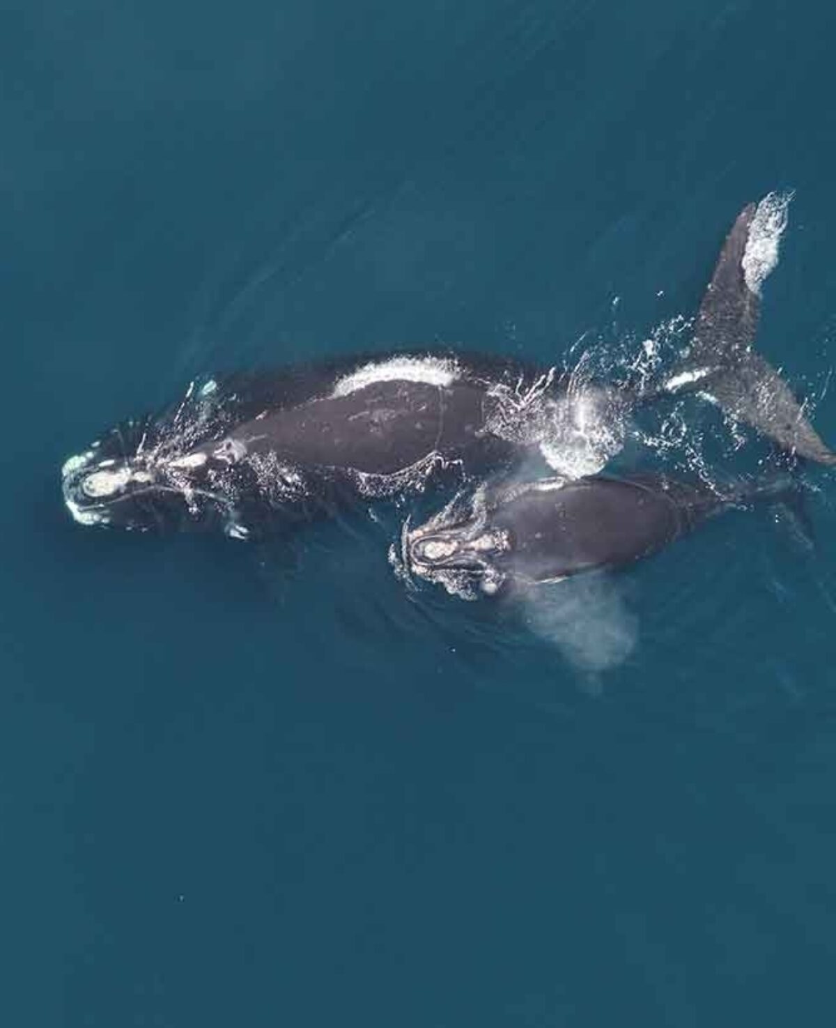 NA right whales