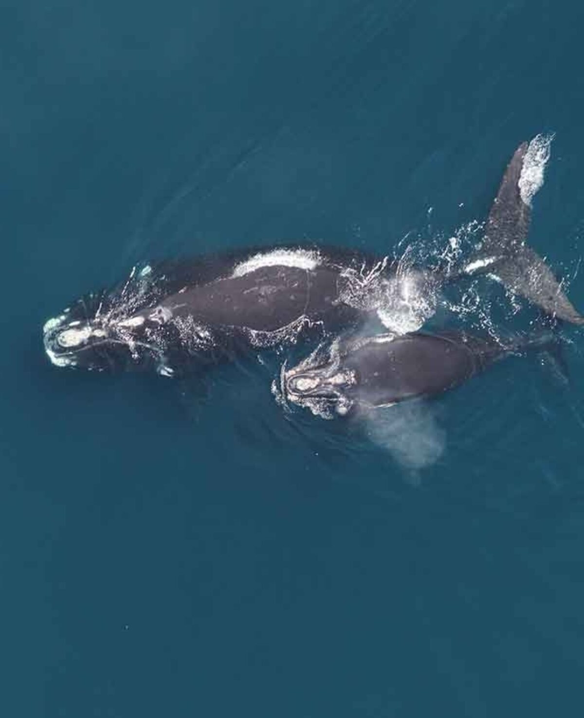 Ballenas francas glaciales