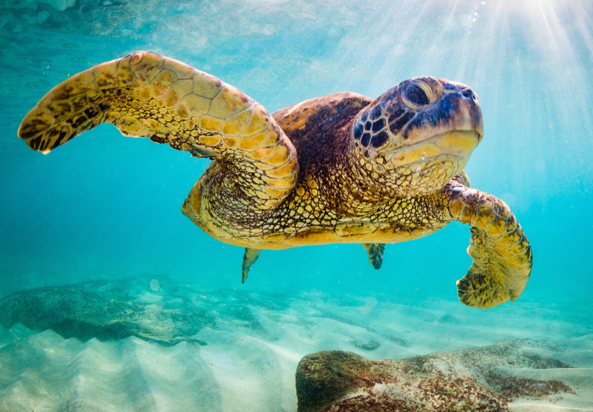 Green sea turtle