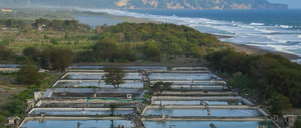 Aquaculture - shrimp