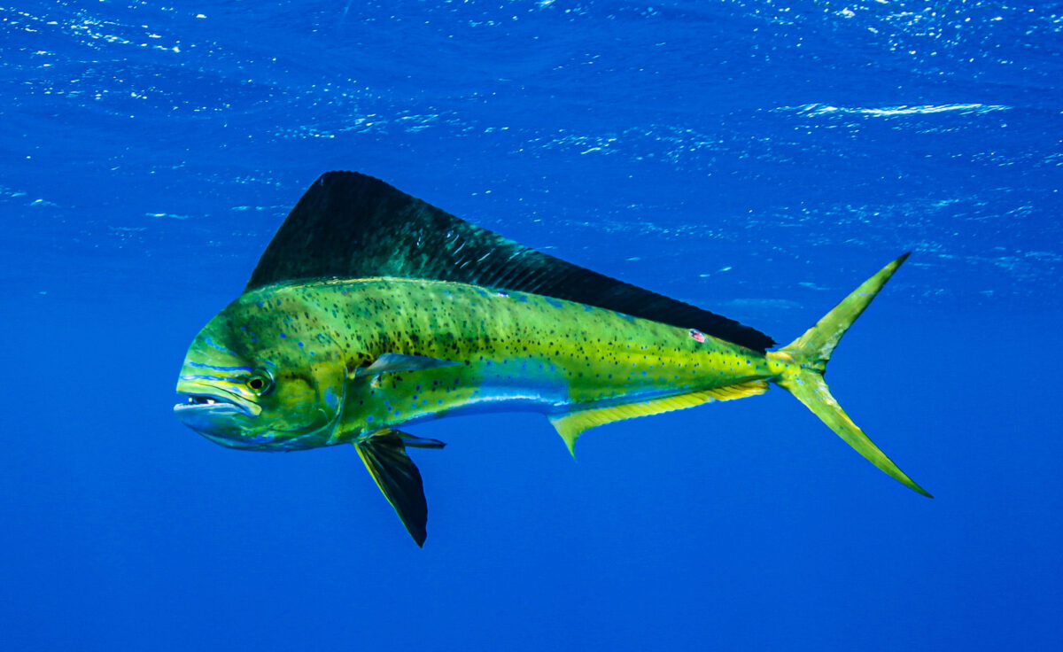 mahi in water