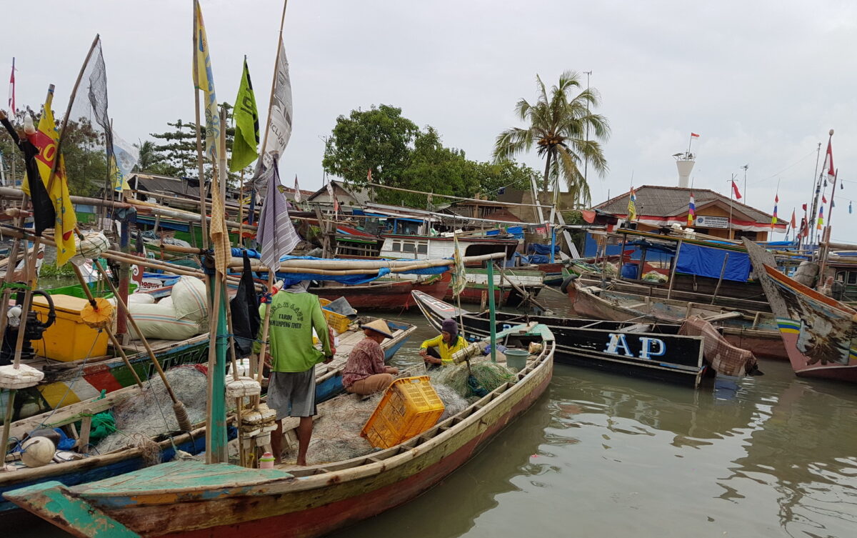 Cangrejo azul de Indonesia