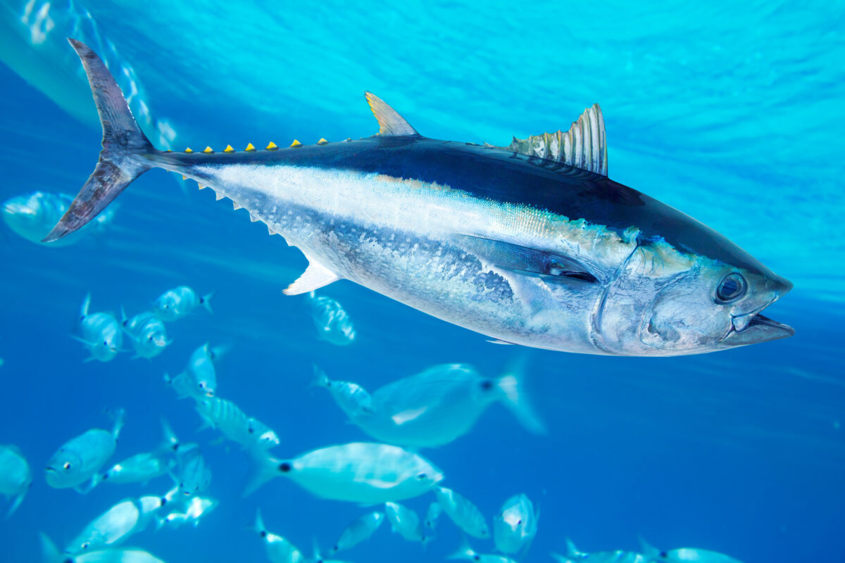 blue fin tuna