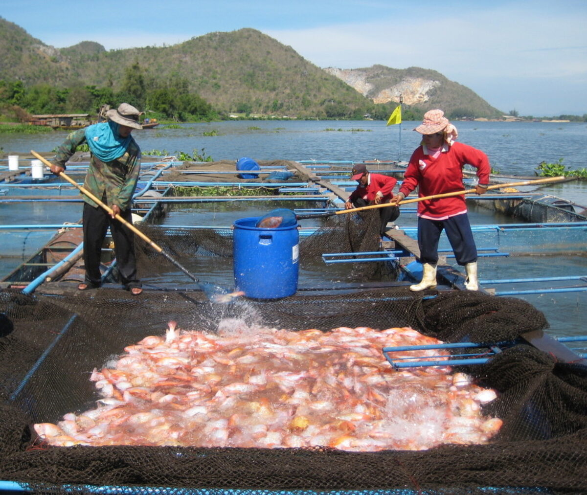 インドネシアにおける水産養殖