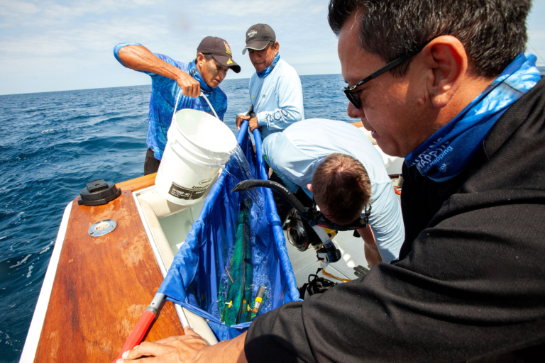 Four people tagging a mahi-mahi caught on a boat in the Eastern Pacific Ocean
