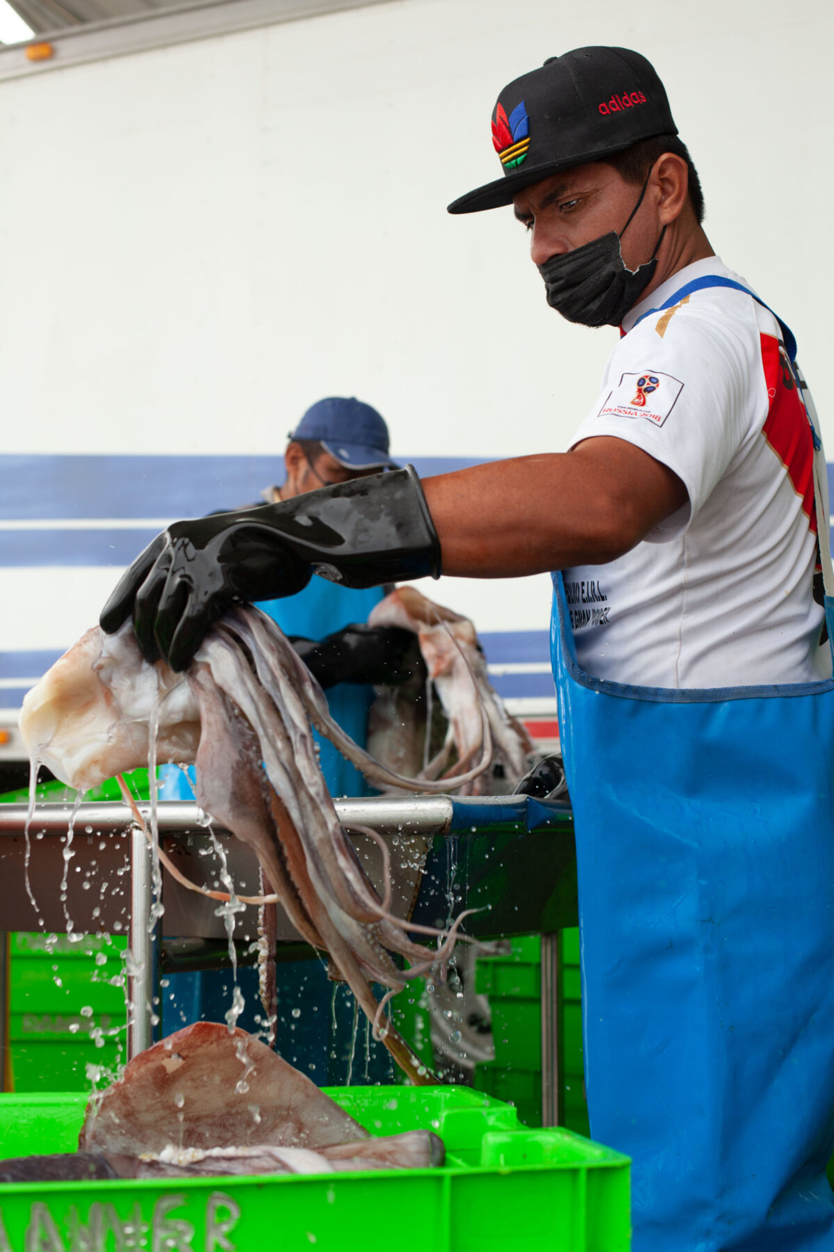 Jumbo flying squid fisher in Peru lifts a large squid out of a green box