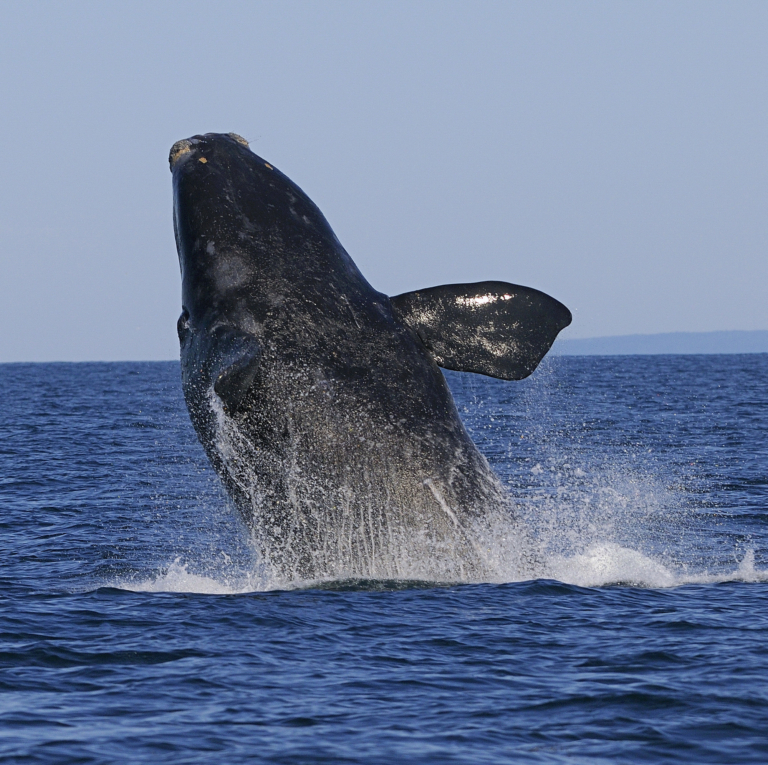 north atlantic right whale