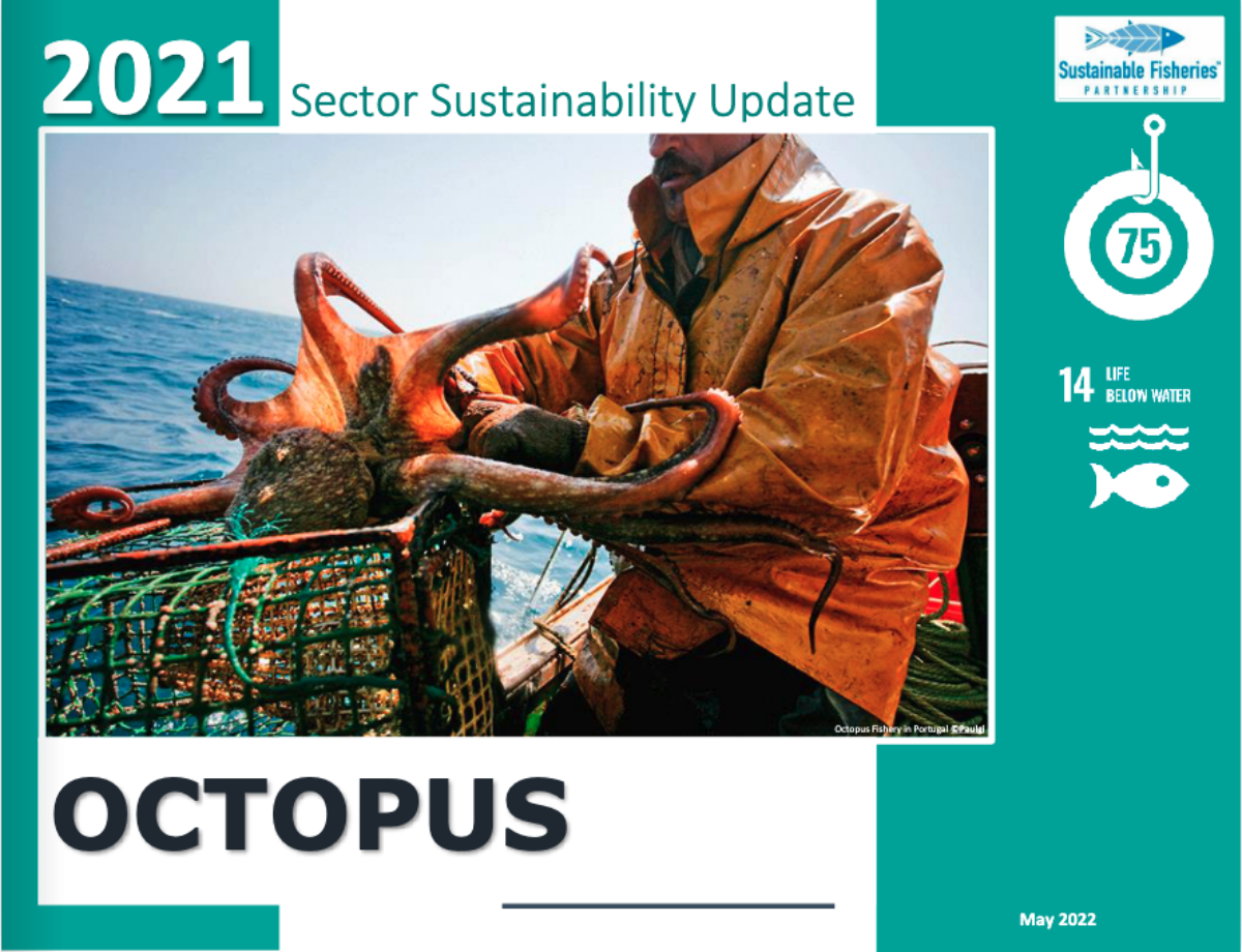Actualidad sobre la sostenibilidad del sector Octopus