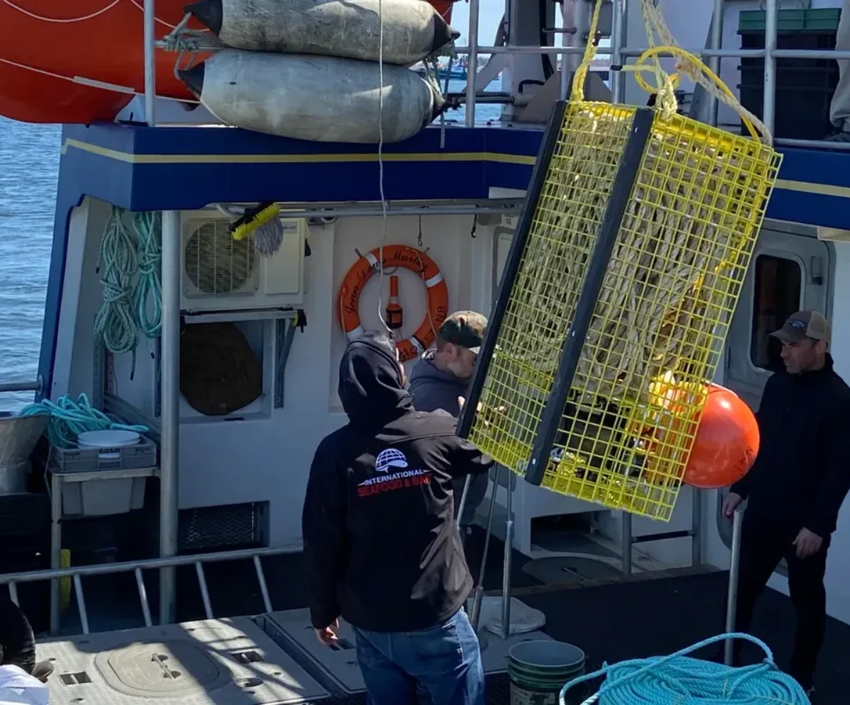 Gulf of St Lawrence snow crab FIP