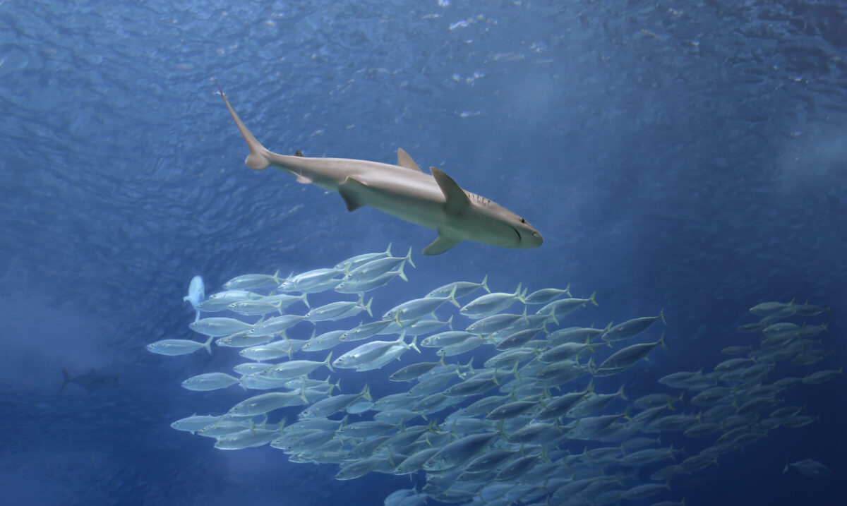 shark with school of fish