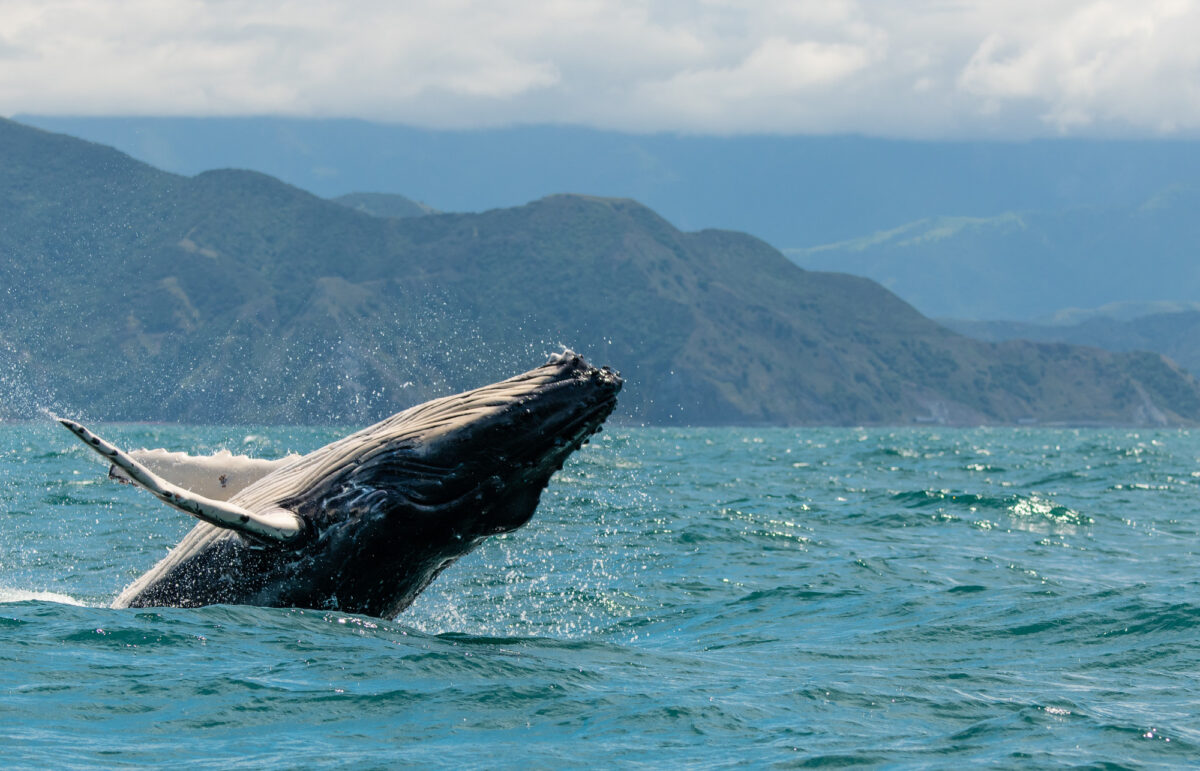 Humpback whale