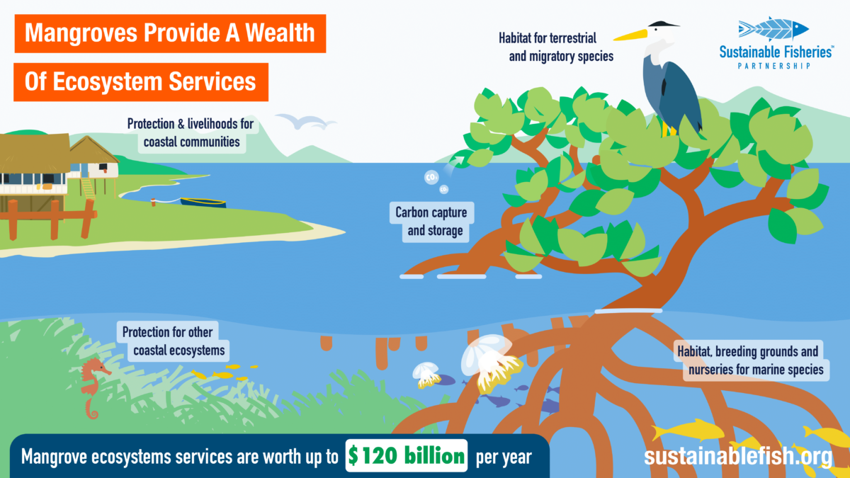 The importance of mangroves graphic