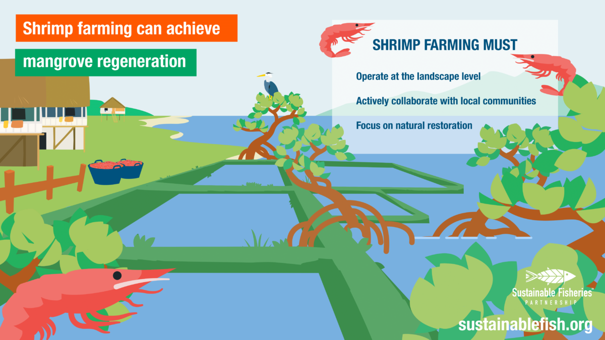 What is mangrove regeneration graphic