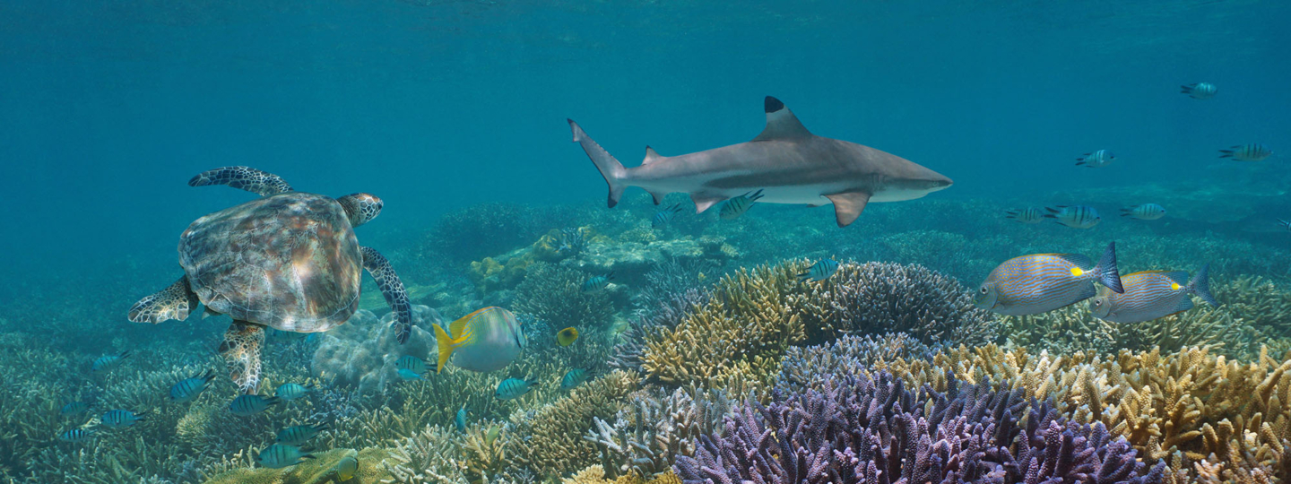 Tortuga marina y tiburón nadando sobre arrecife con peces