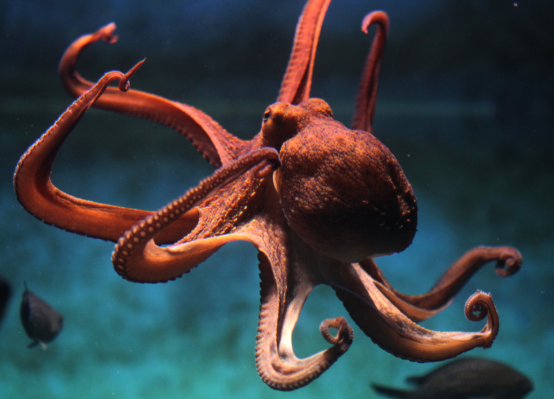 Octopus