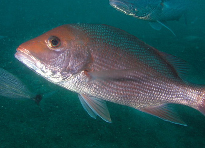 Gulf of Mexico Snapper