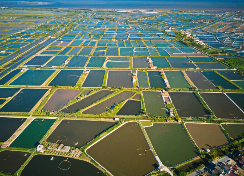 Aquaculture - shrimp farms in Vietnam