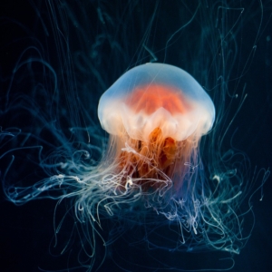 https://sustainablefish.org/wp-content/uploads/2023/05/jellyfish-aspect-ratio-300-300.jpg