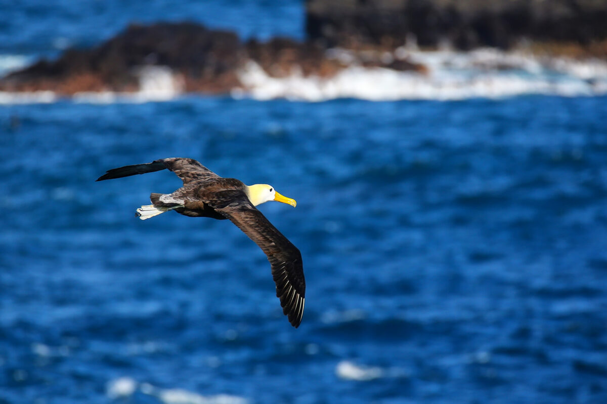 Waved albatross in flight