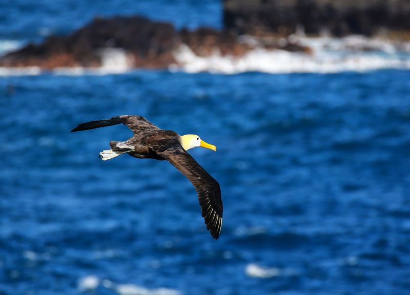 Albatros en vuelo y olas
