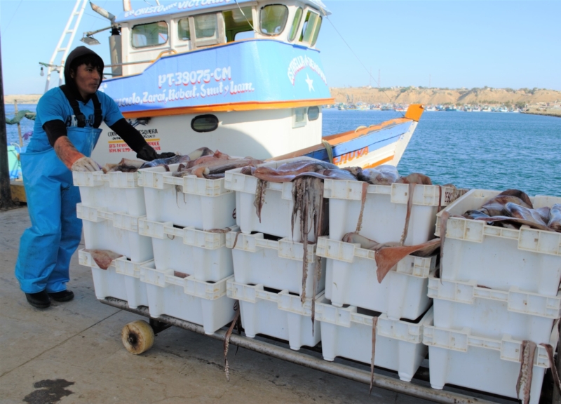 Pesca del calamar volador jumbo en Perú