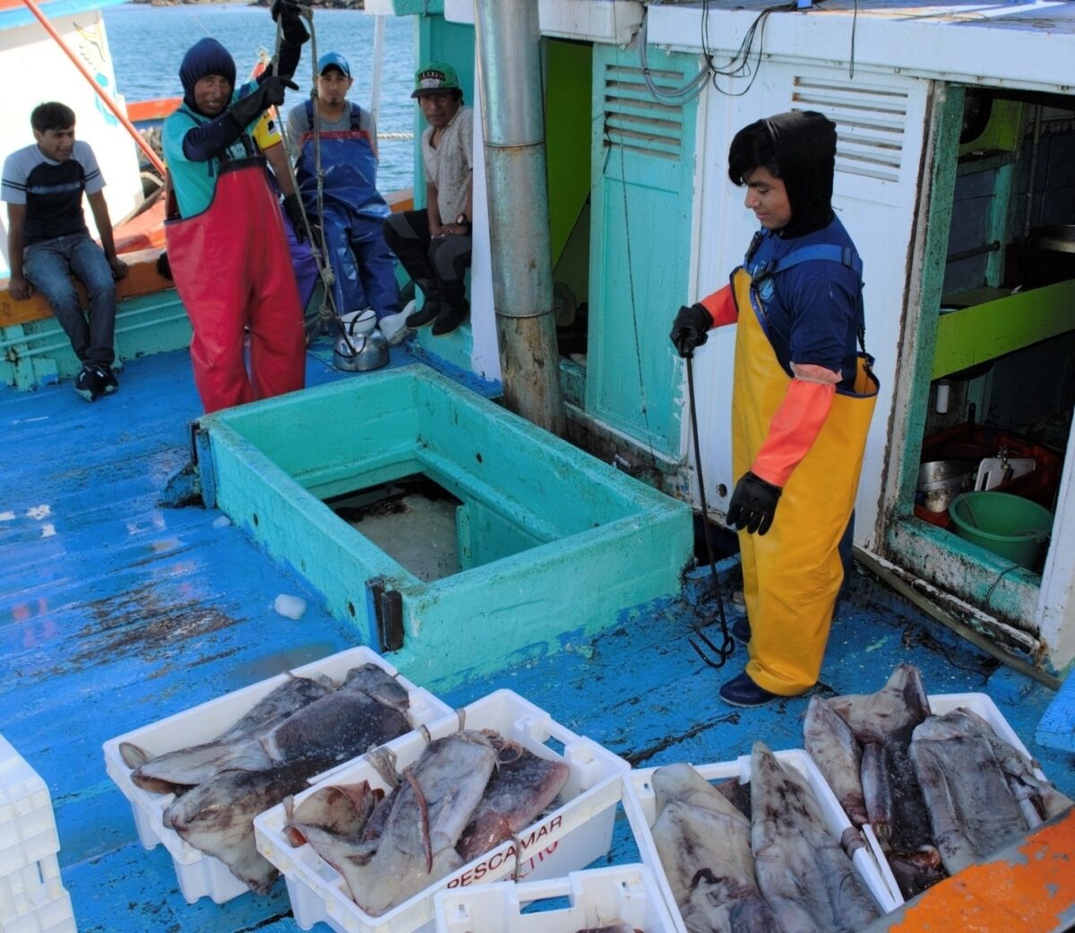 Peru jumbo flying squid fishing