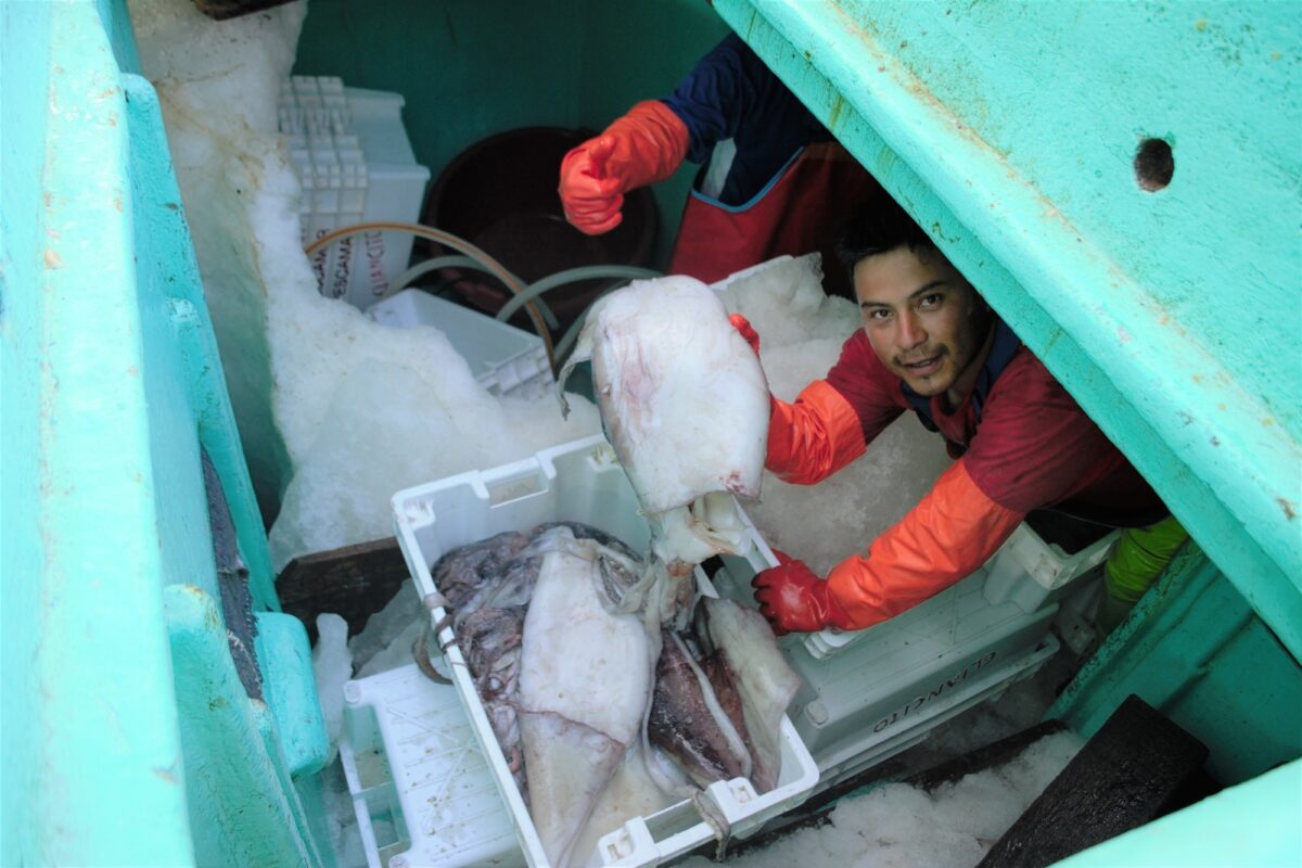 Pesca del calamar volador jumbo en Perú