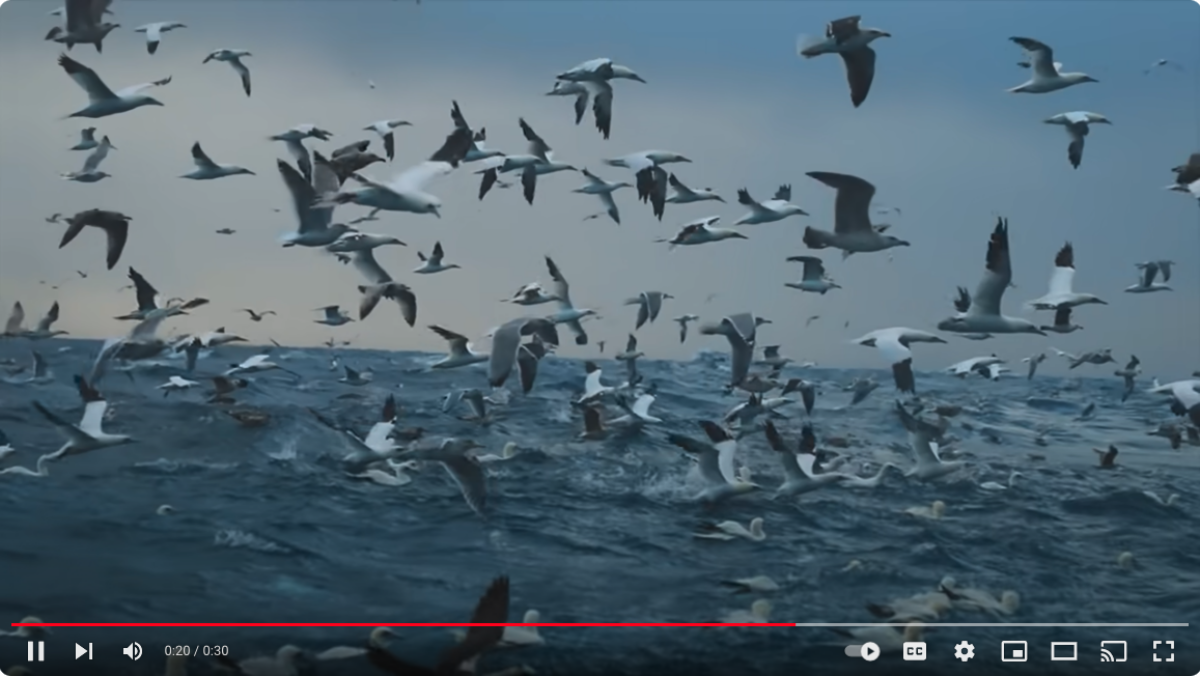 Publix video about reducing bycatch