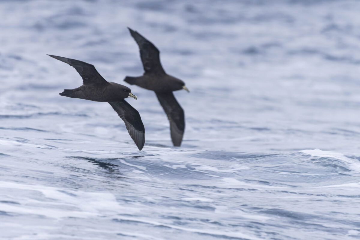 White chinned Petrel