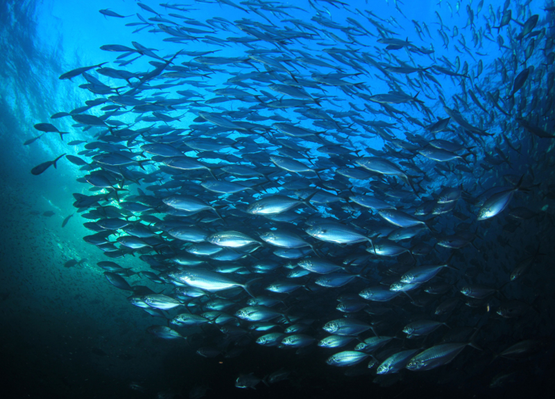 Atún y sardinas pescan en el océano