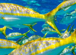 Group of colorful Yellowtail Snappers fish school in blue water.
