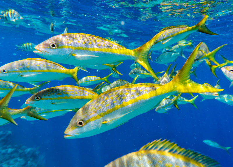 Grupo de coloridos Yellowtail Snappers escuela de peces en el agua azul.