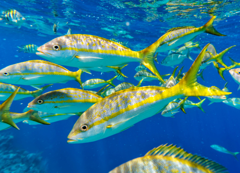 Group of colorful Yellowtail Snappers fish school in blue water.