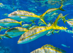 yellow tail snapper