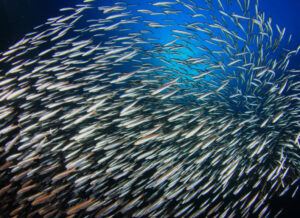 Swirling school of fish