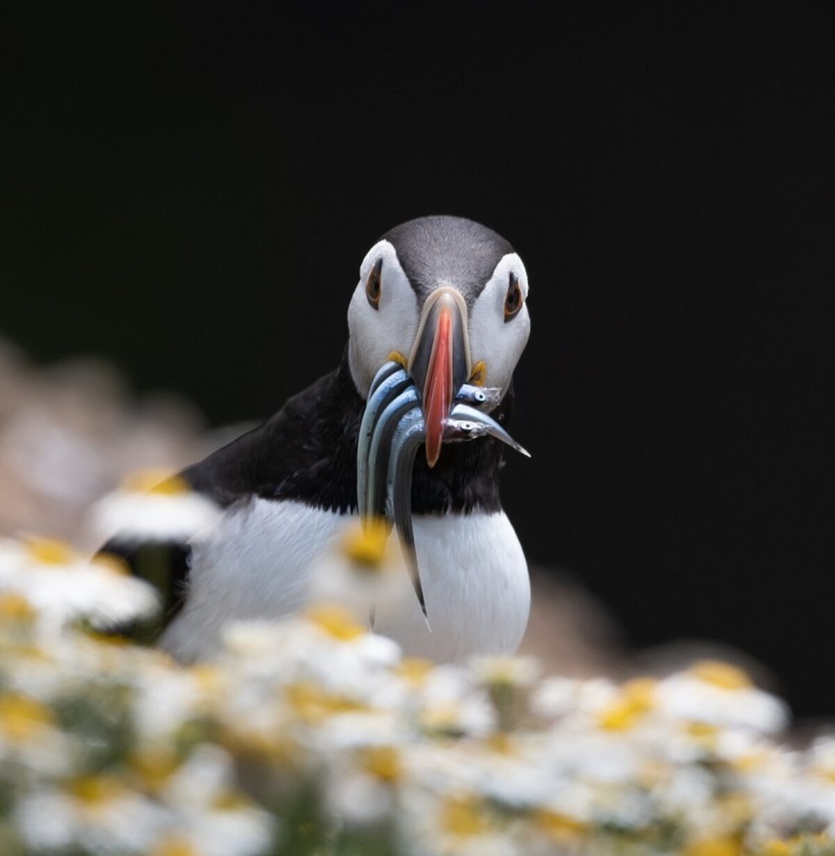 Puffin with small fish in its mouth