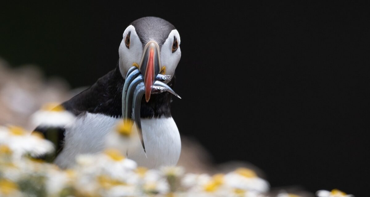 Puffin with fish in mouth